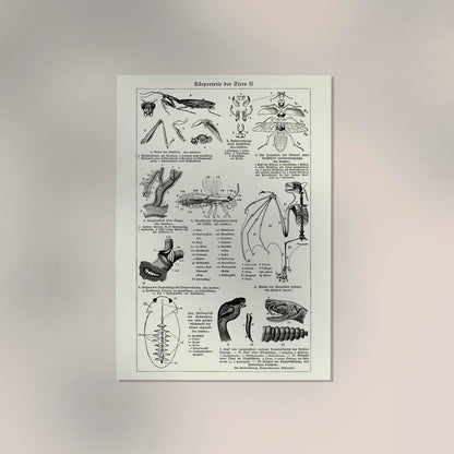 Antique Insects Body Parts Poster