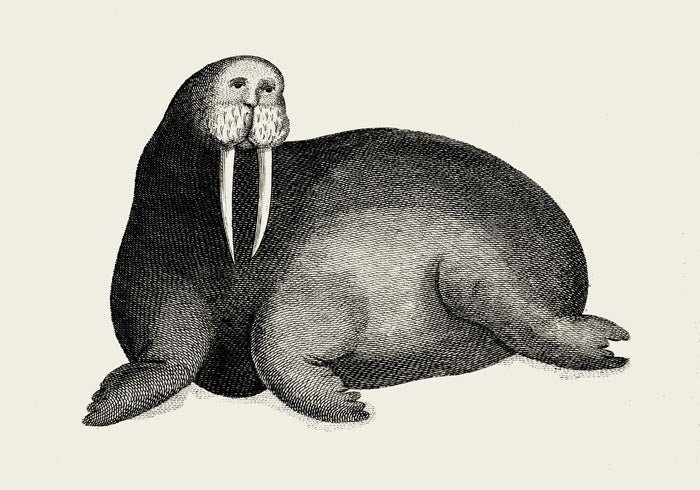 Antique Walrus Poster