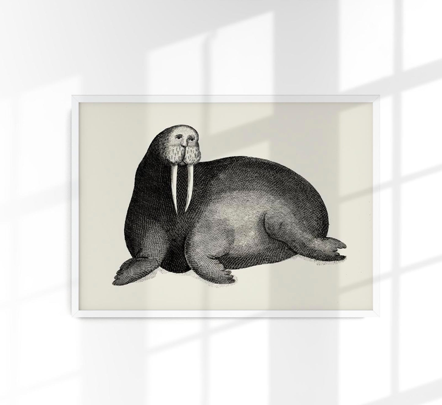 Antique Walrus Poster