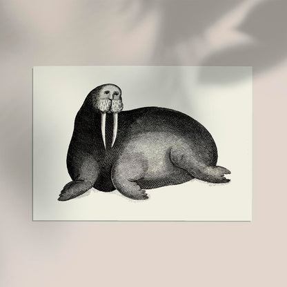 Antique Walrus Poster