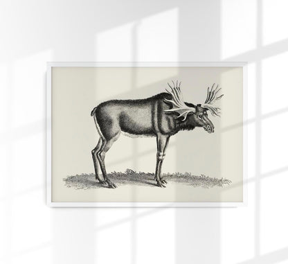 Antique Moose Poster