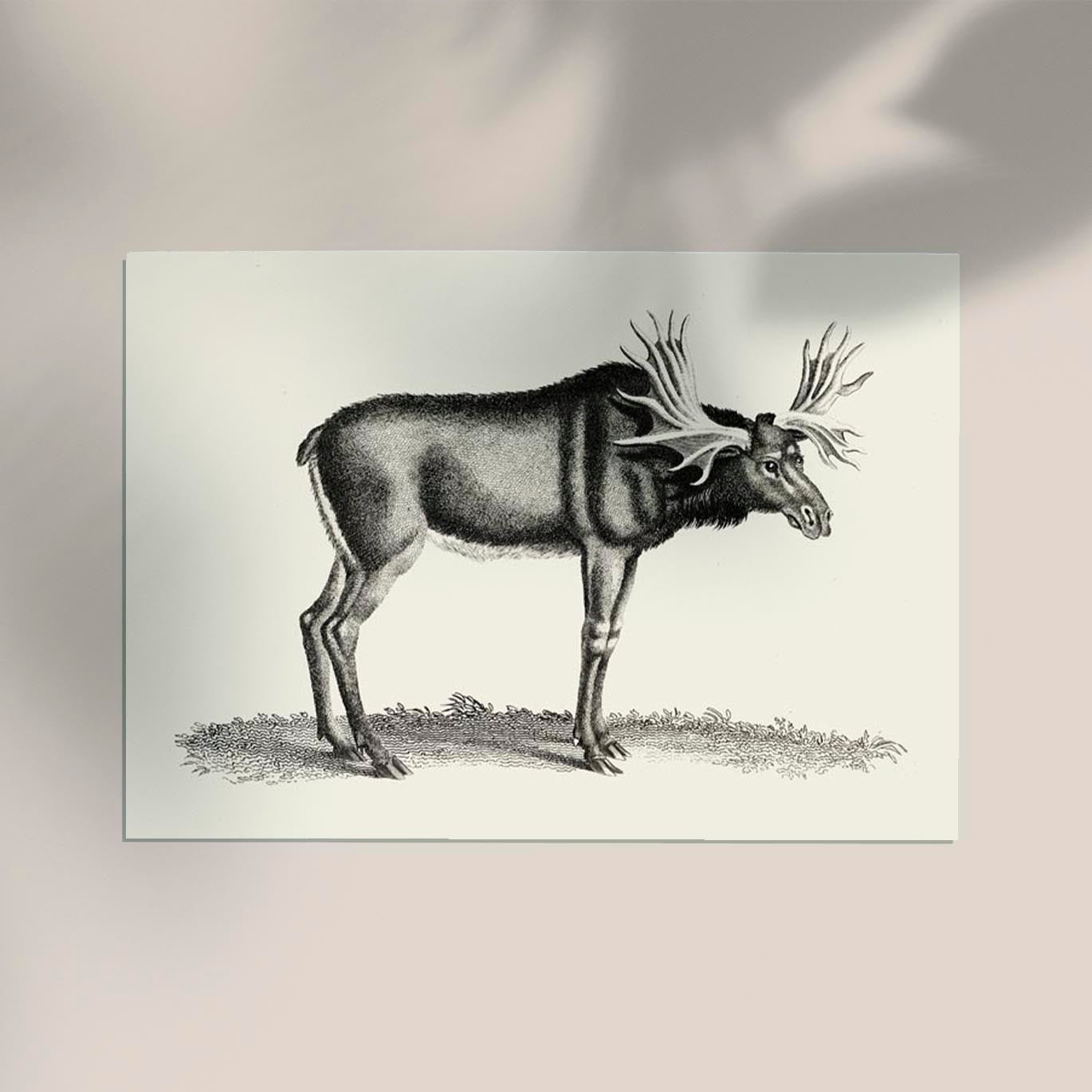 Antique Moose Poster