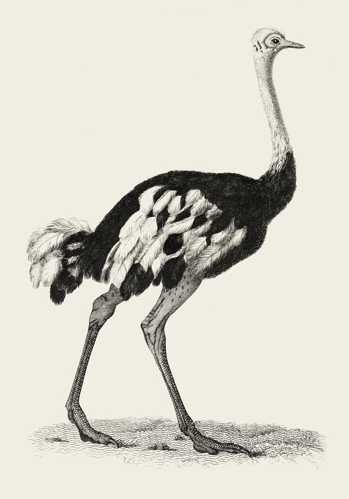 Antique Ostrich Poster