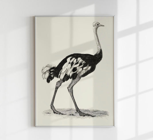 Antique Ostrich Poster