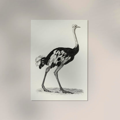 Antique Ostrich Poster