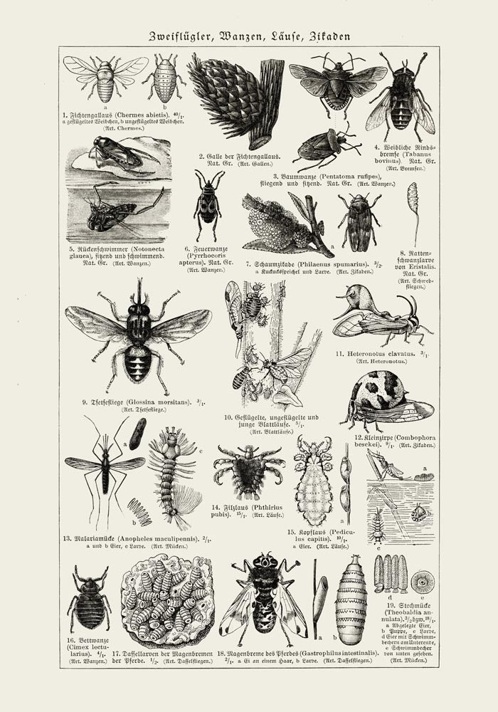 Antique Insects and Flies Poster