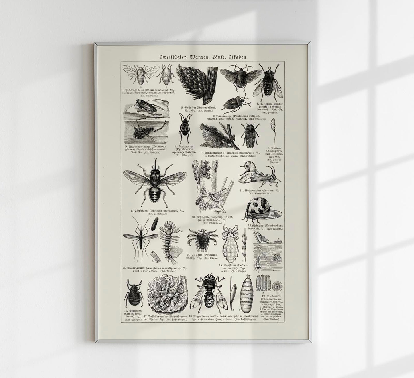 Antique Insects and Flies Poster