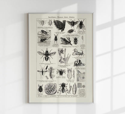 Antique Insects and Flies Poster