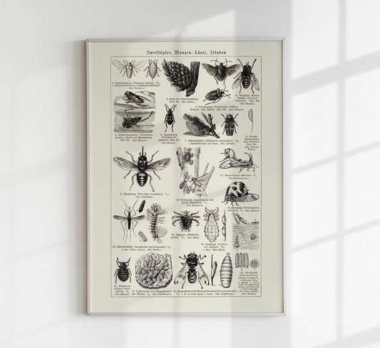 Antique Insects and Flies Poster