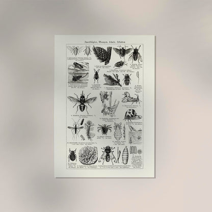 Antique Insects and Flies Poster