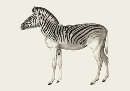 Antique Zebra Poster