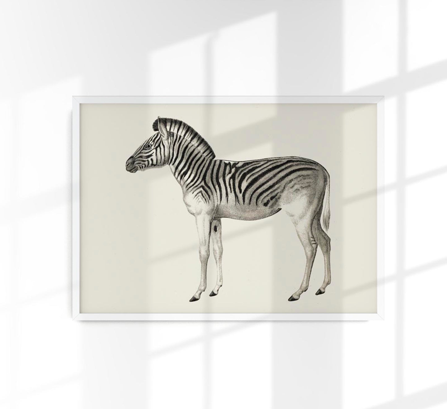 Antique Zebra Poster