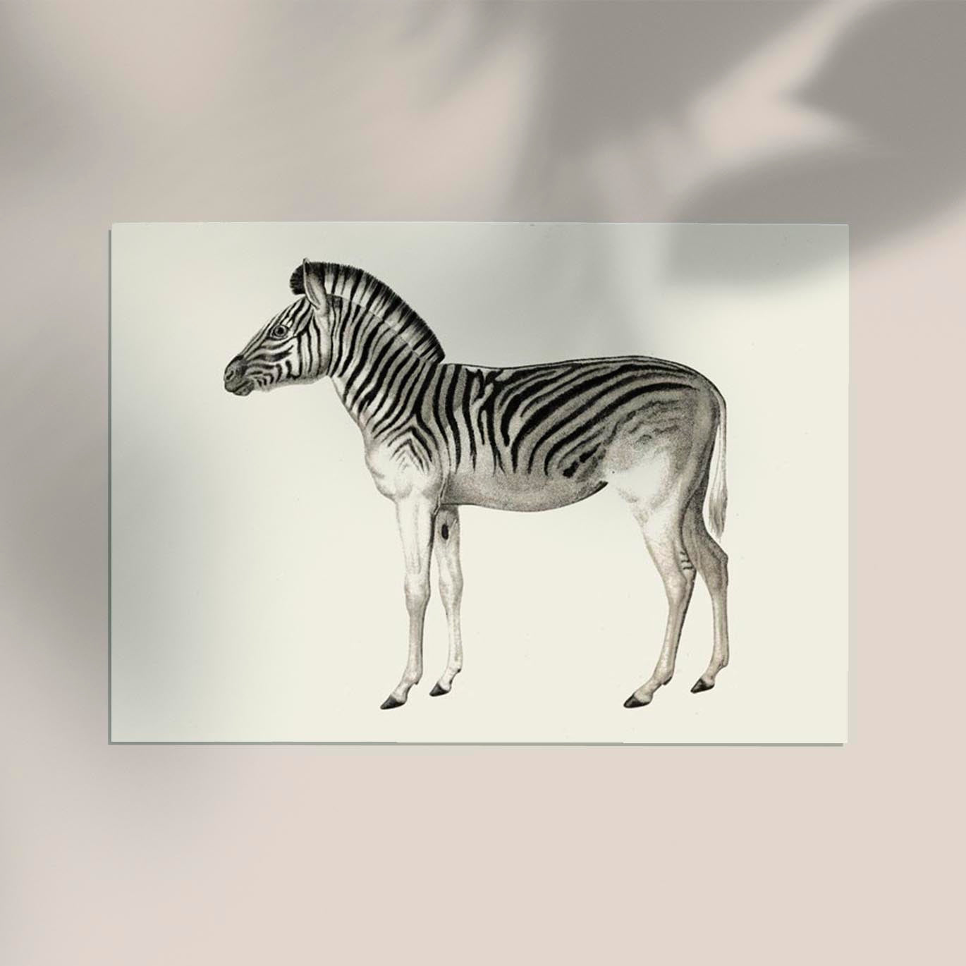 Antique Zebra Poster