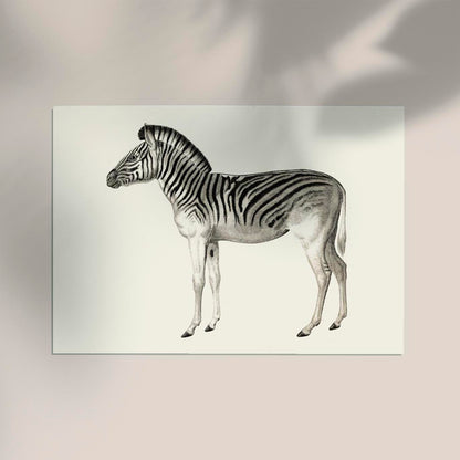 Antique Zebra Poster