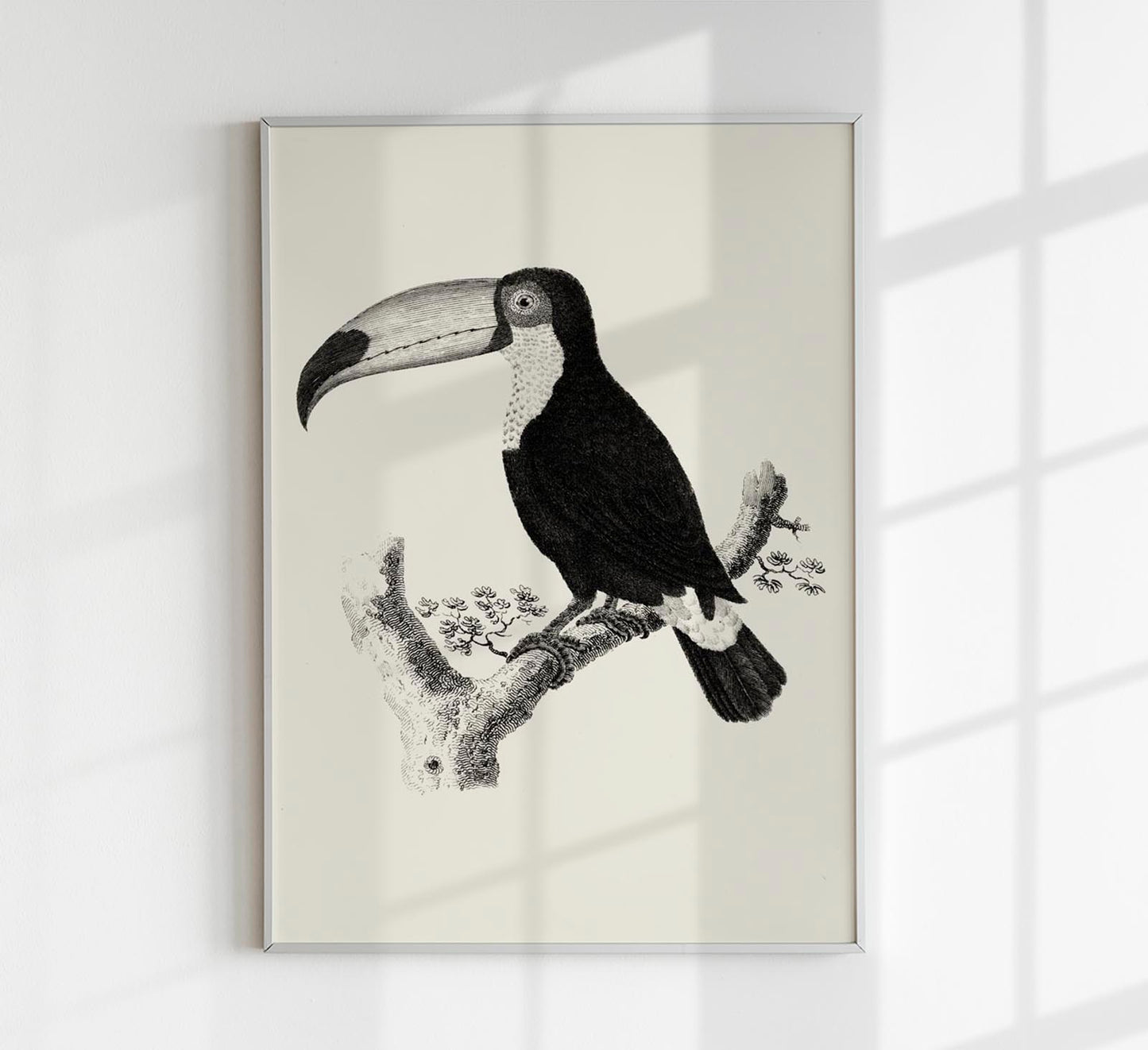 Antique Toucan Poster