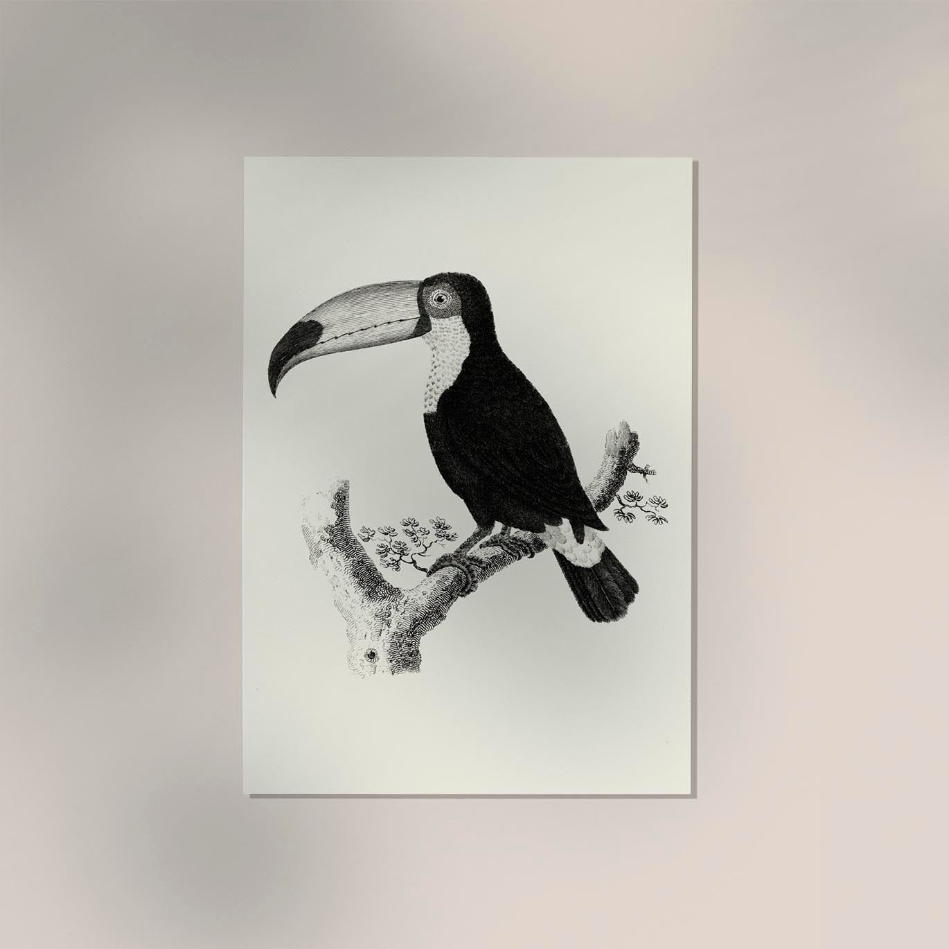 Antique Toucan Poster