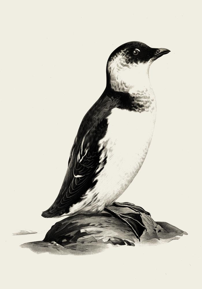 Antique Penguin Poster