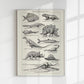 Antique Dinosaurs and Fossils Poster