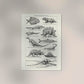 Antique Dinosaurs and Fossils Poster