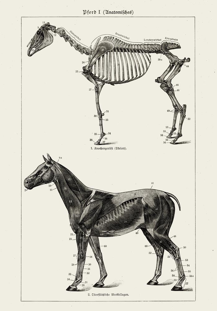 Antique Horses I Poster