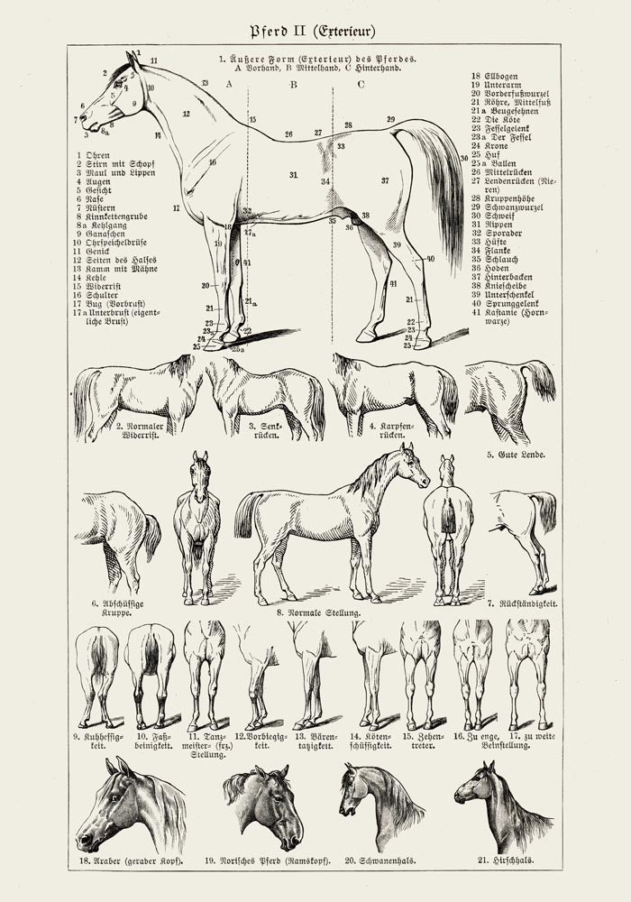 Antique Horses II Poster