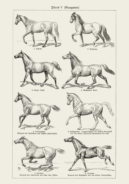 Antique Horses III Poster