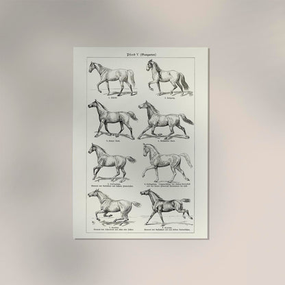 Antique Horses III Poster