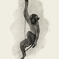 Antique Rhesus Monkey Poster