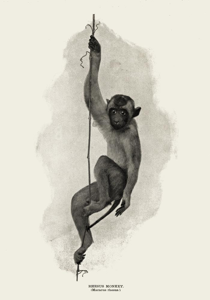 Antique Rhesus Monkey Poster