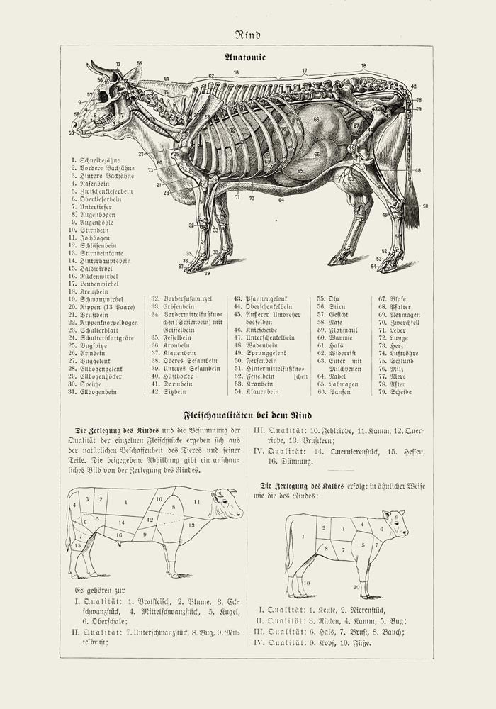 Antique Cow and Bull Rind Poster