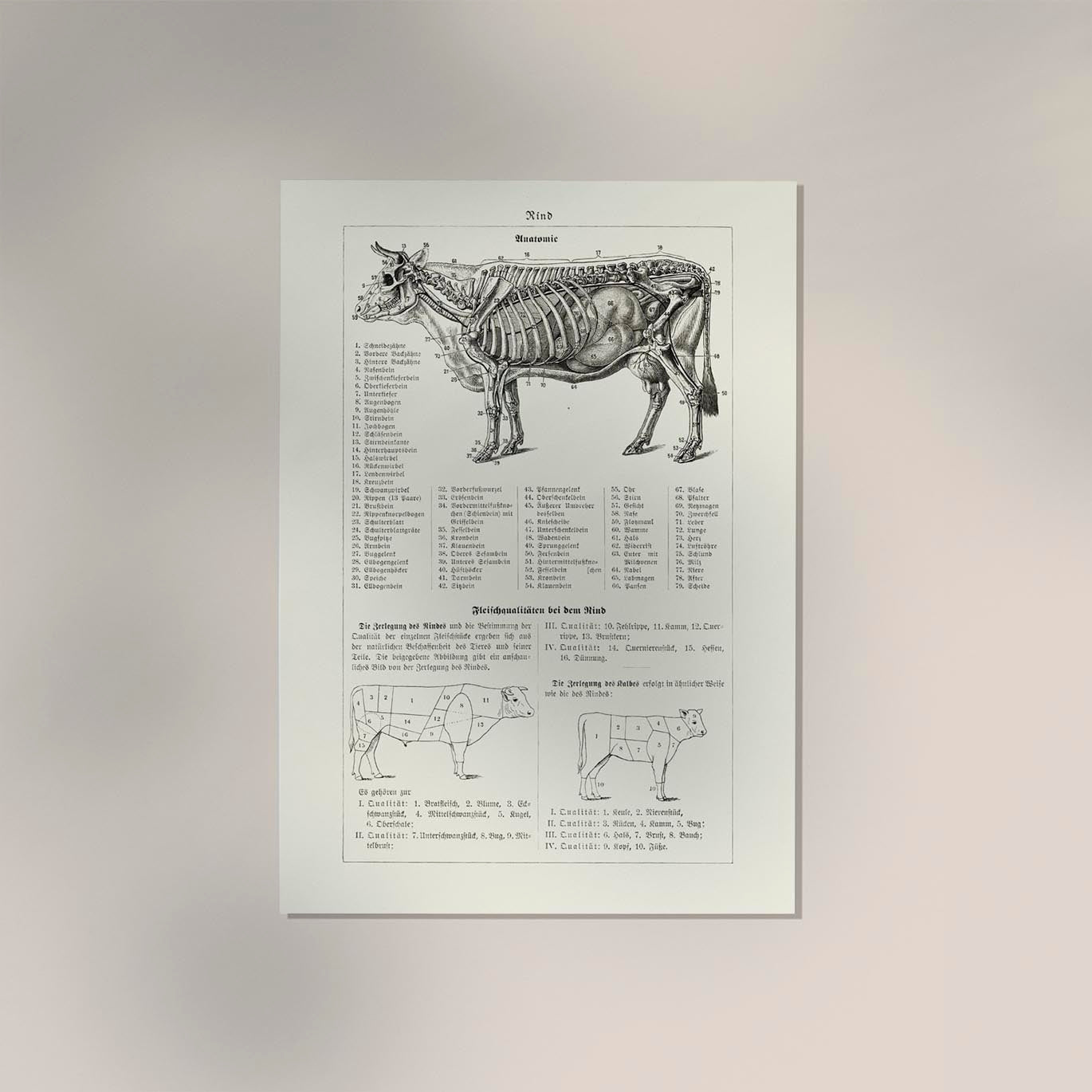 Antique Cow and Bull Rind Poster