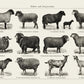 Antique Sheep and Goat Poster