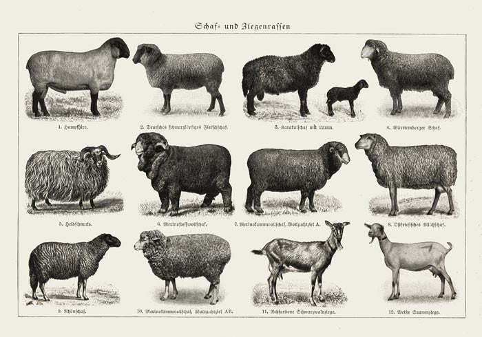 Antique Sheep and Goat Poster