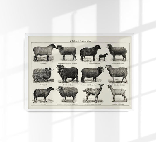 Antique Sheep and Goat Poster