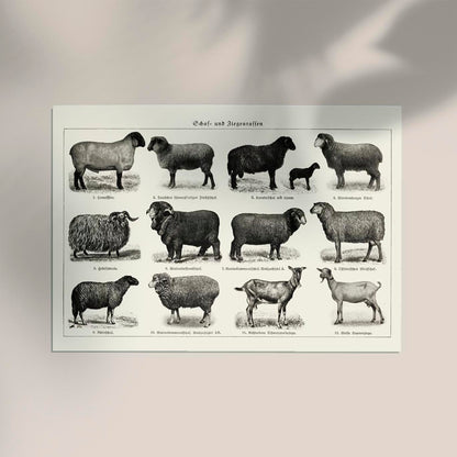 Antique Sheep and Goat Poster