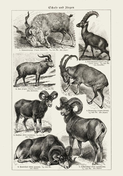 Antique Sheep and Goat I Poster