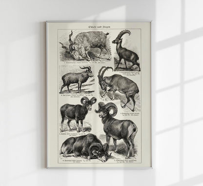 Antique Sheep and Goat I Poster