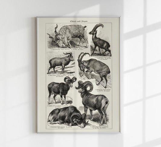 Antique Sheep and Goat I Poster