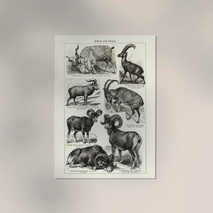 Antique Sheep and Goat I Poster