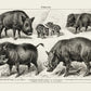 Antique Wild Pig Poster