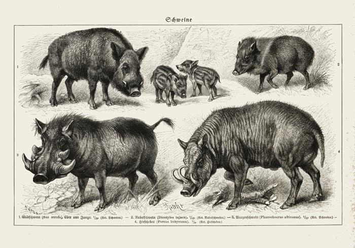 Antique Wild Pig Poster