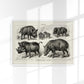 Antique Wild Pig Poster