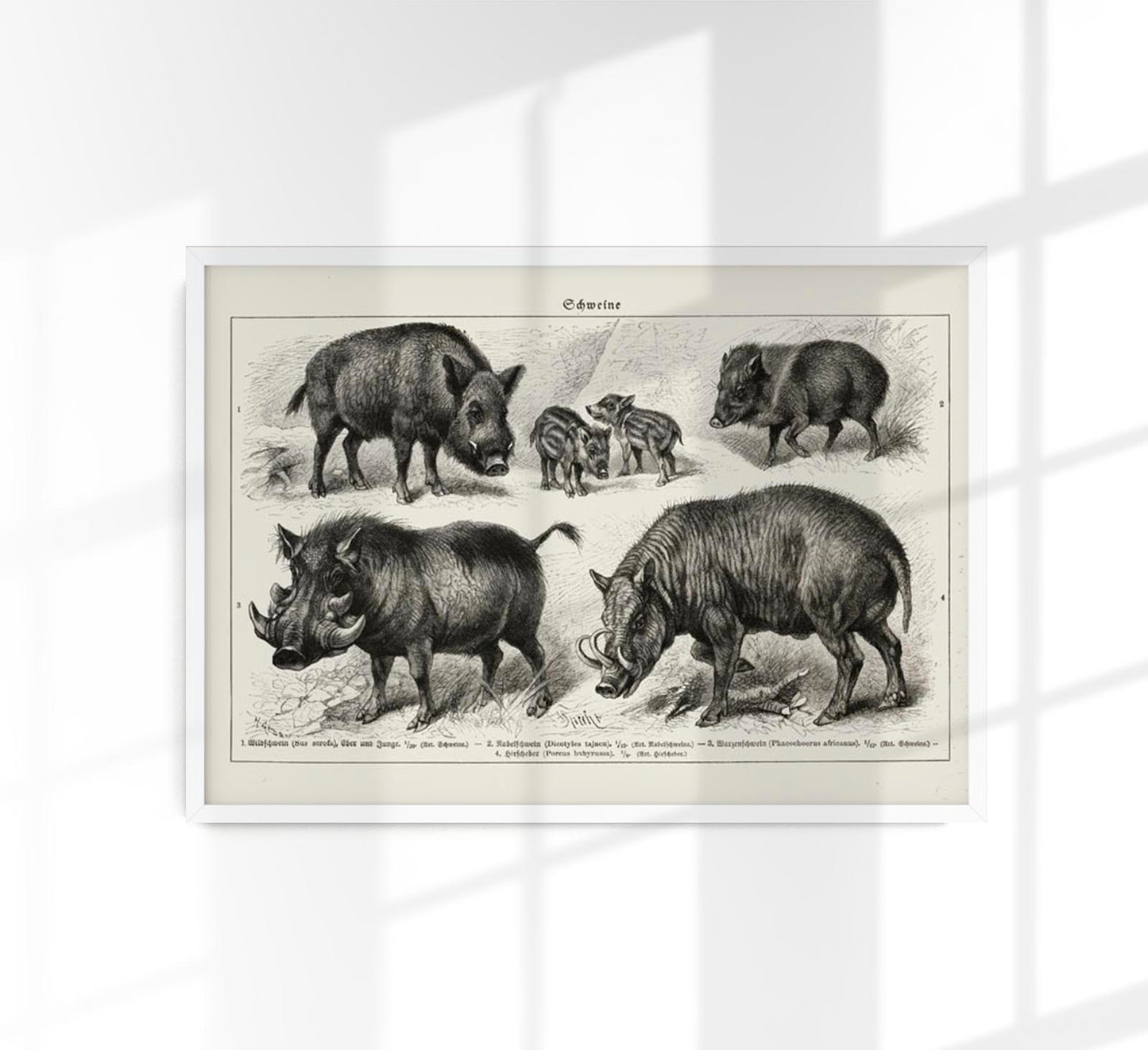 Antique Wild Pig Poster