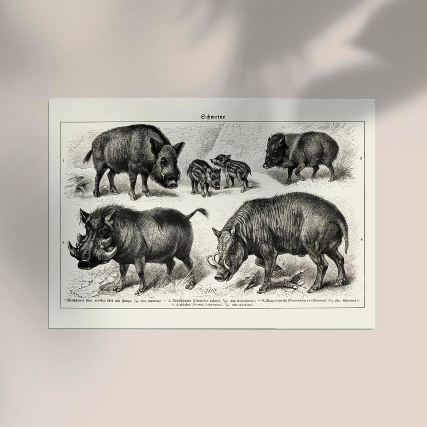 Antique Wild Pig Poster