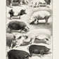 Antique Pig Breeds Poster