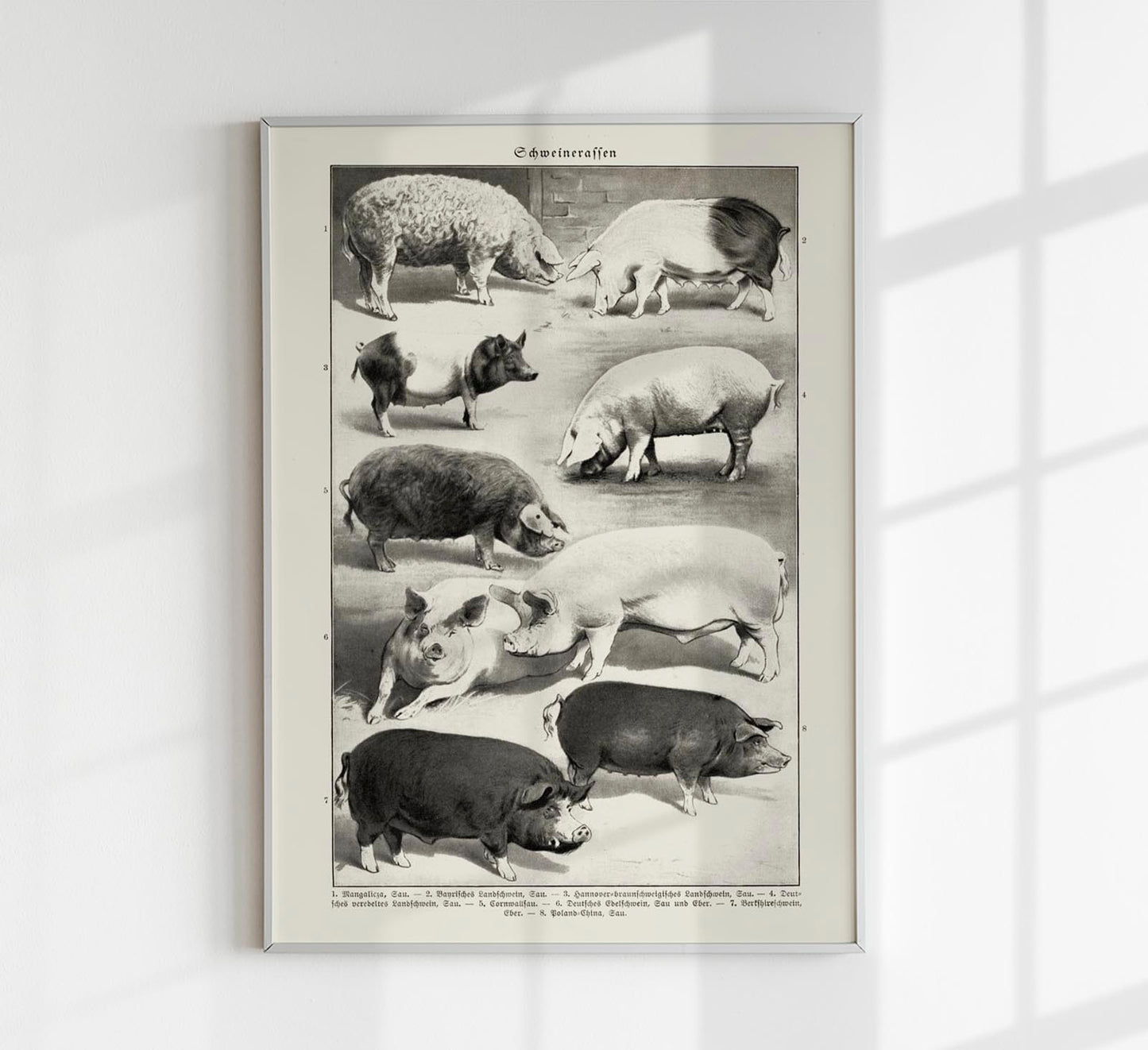 Antique Pig Breeds Poster