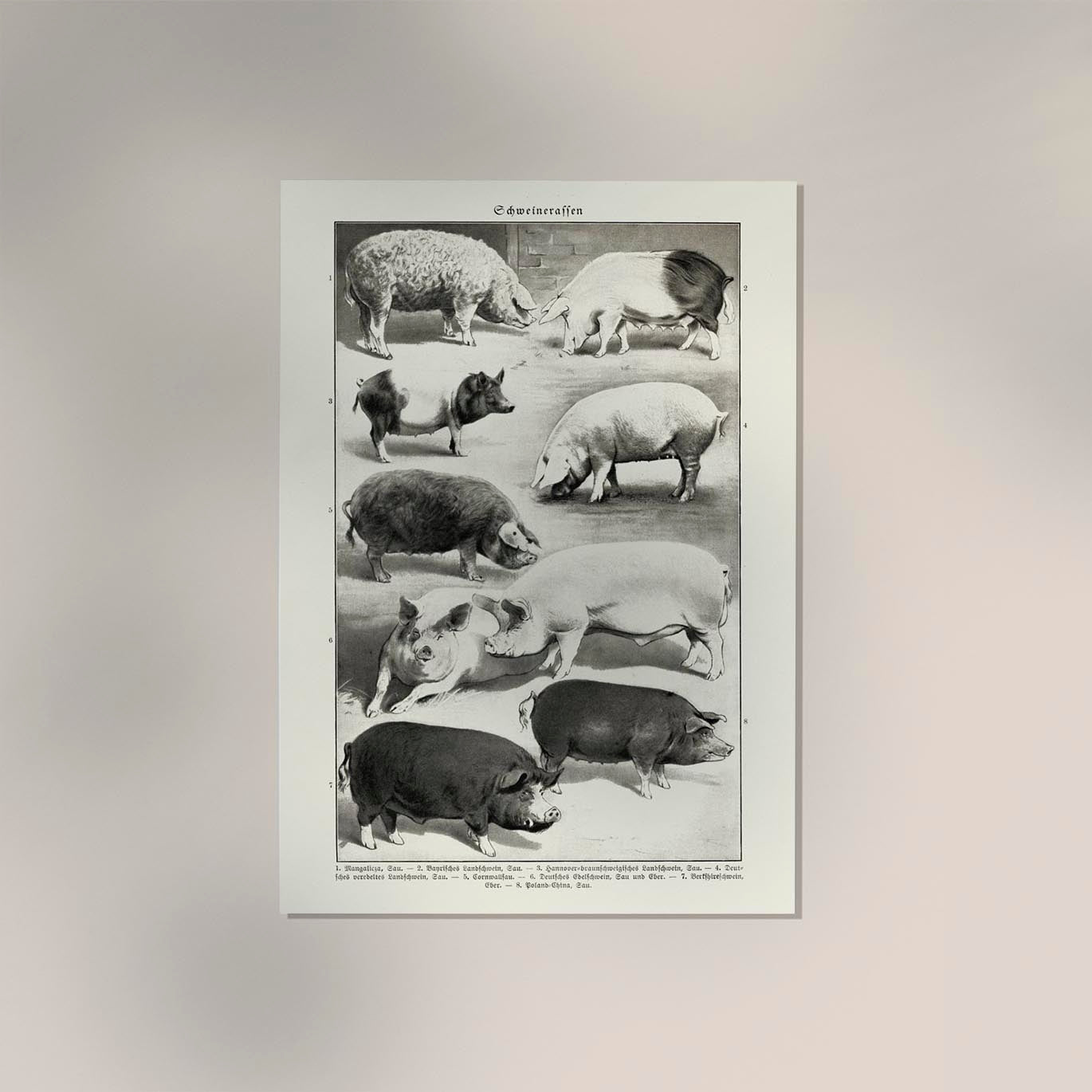 Antique Pig Breeds Poster