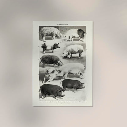 Antique Pig Breeds Poster