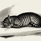 Antique Sleeping Cat Poster