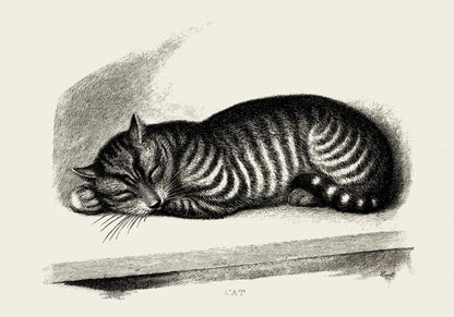 Antique Sleeping Cat Poster